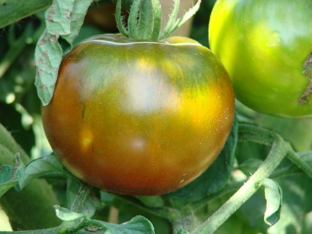 p. black prince